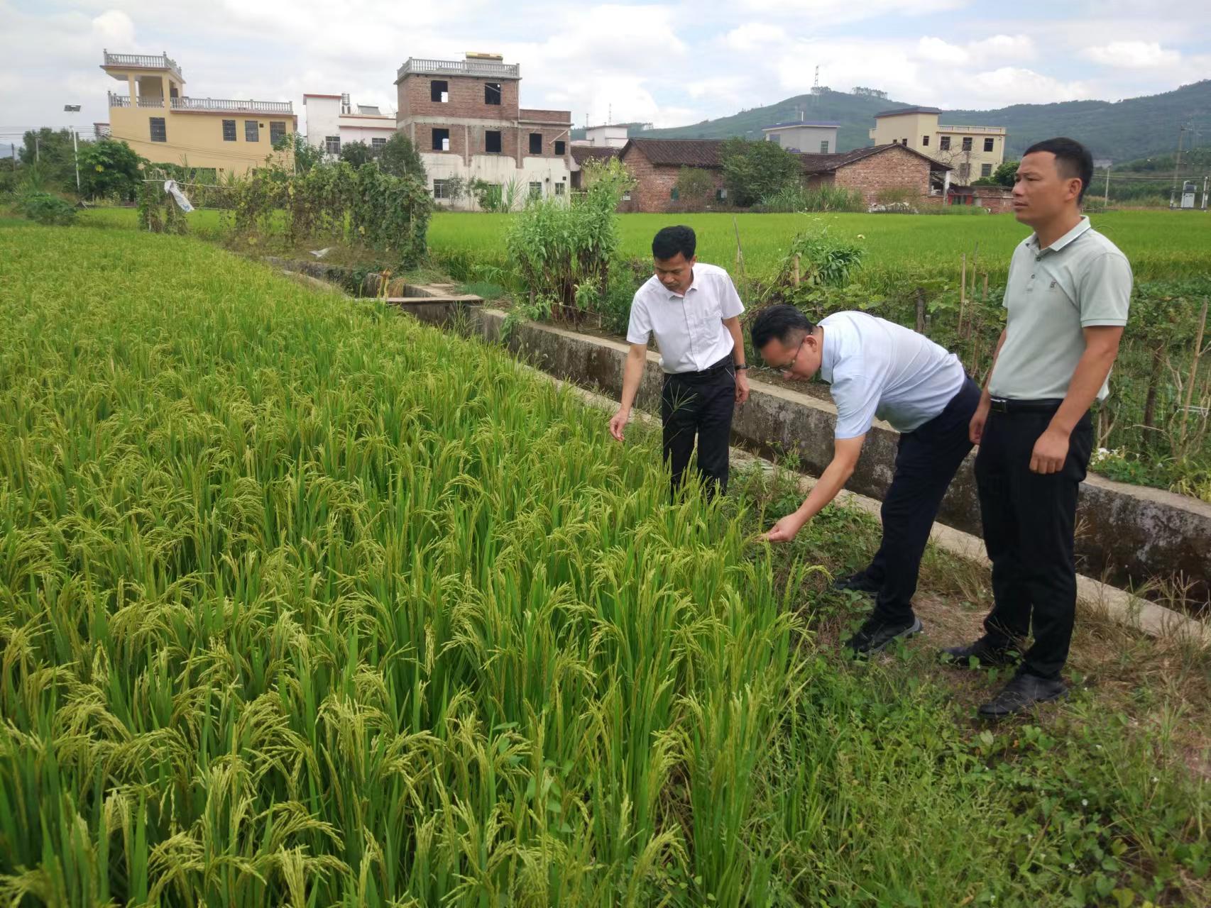 区农业农村局主要负责同志到龙归镇山前村检查粮食生产工作.jpg