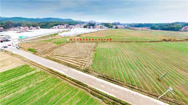 耕地恢复后形成的连片蔬菜基地.jpg