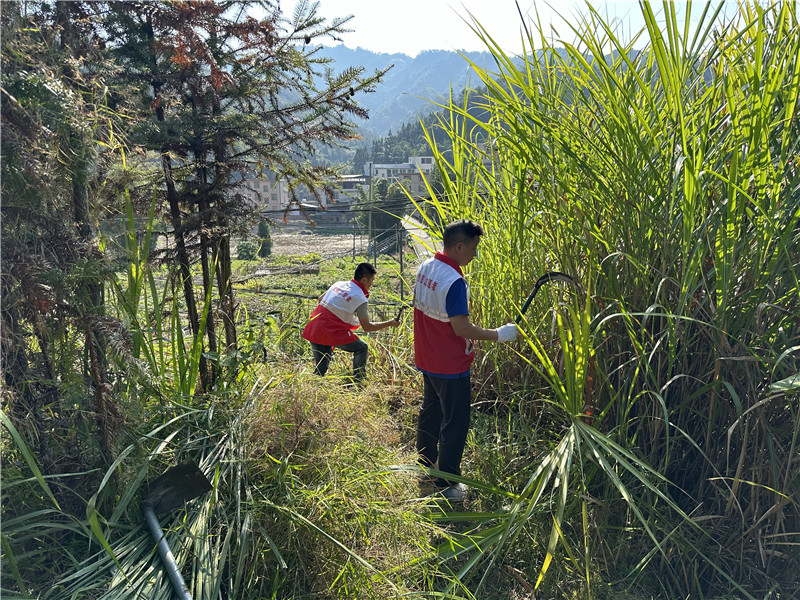 清理杂草.jpg