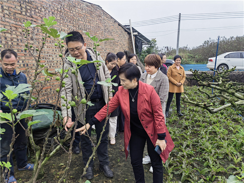 调研组实地走访西河镇什石园无花果园.jpg