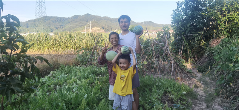 吴冬娇、邓子荣一家来到奶奶家的菜园摘西瓜，爸爸在孩子讲述西瓜的生长过程并教孩子如何摘西瓜。.jpg