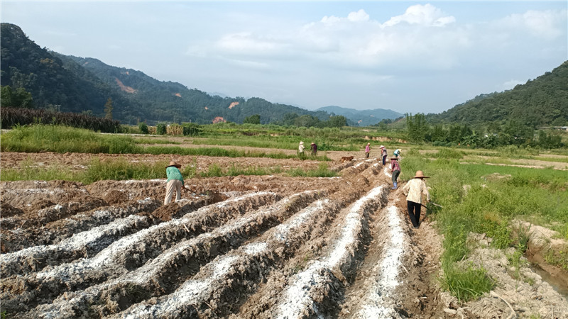村民在梁屋村起垄、清除杂草.jpg
