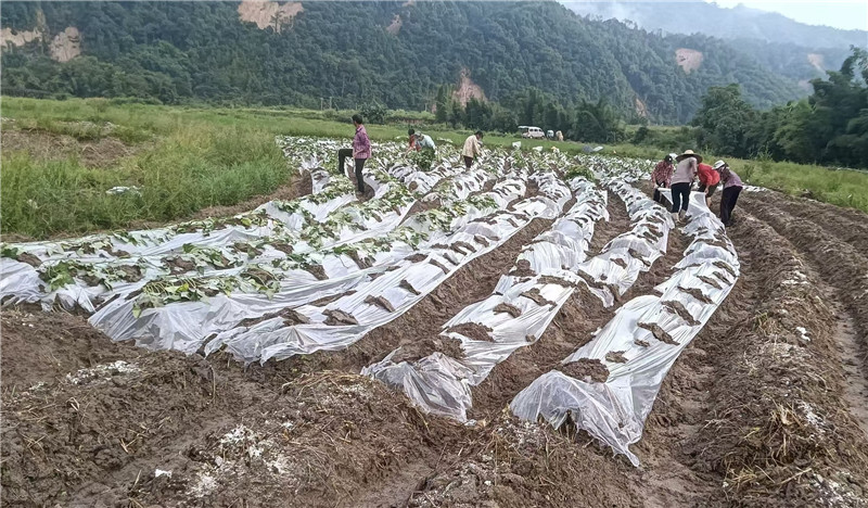 覆地膜栽种薯苗，防除杂草，保温保湿.jpg