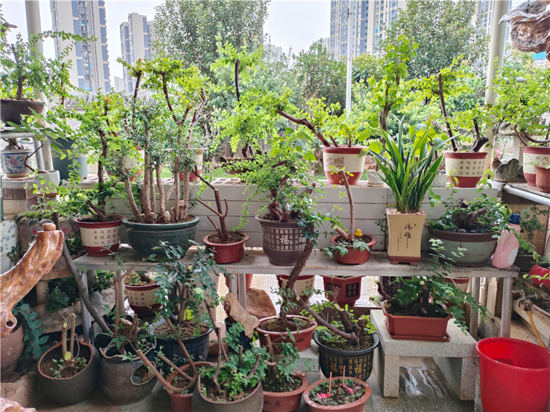 卢双娣家庭：庭院内种植的盆栽.jpg
