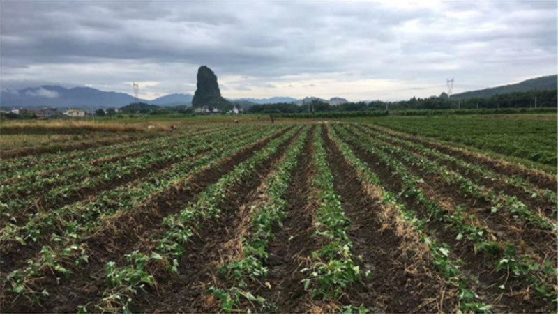 位于龙归镇的“乡村家庭农场”红蜜薯生产基地.jpg