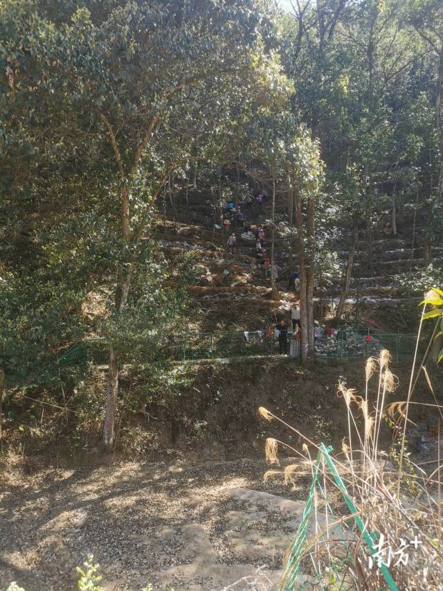 灵芝基地。 