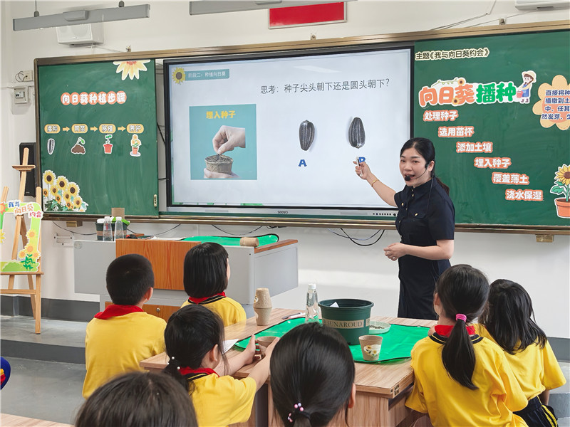 黄柳艳老师上综合实践活动课《我与向日葵约会之向日葵播种.jpg