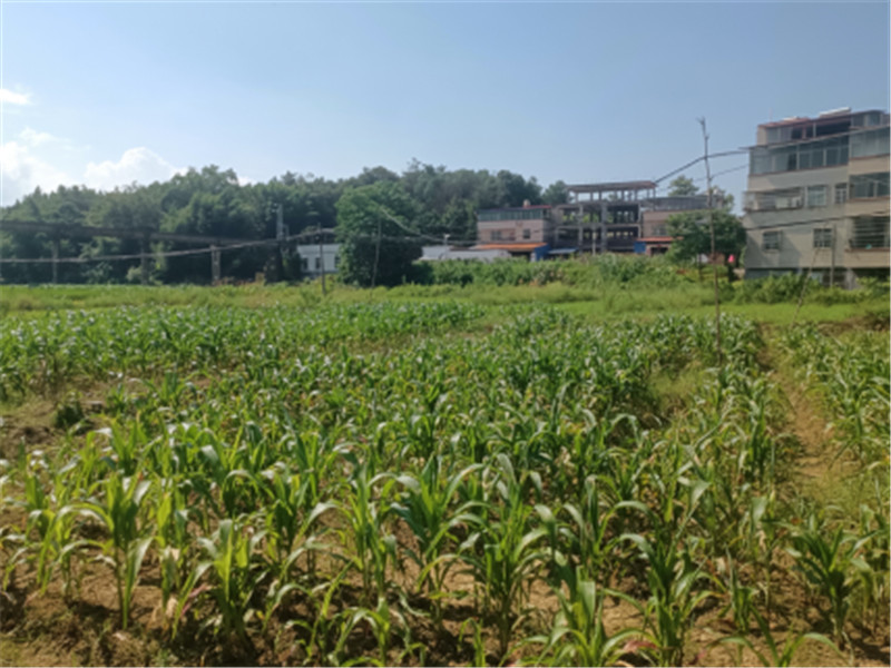 田心村撂荒地复耕复种后.jpg