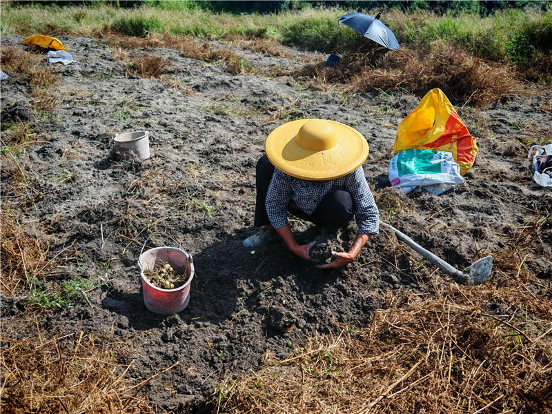 阿姨小心翼翼地将百合从土壤中挖出.jpg