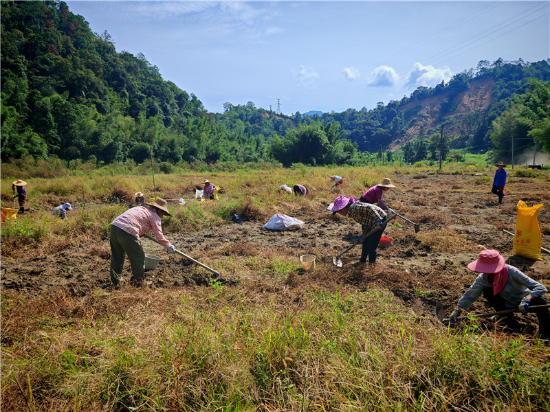村民们在挖百合 (1).jpg