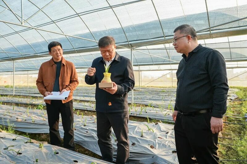 区委书记张广晖到龙归镇调研产业发展和项目建设情况