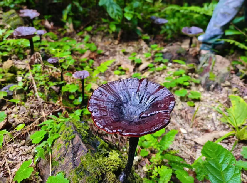 灵芝生长照片_副本.png